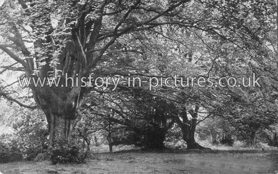 Beech Glade, High Beech, Epping Forest, Essex. c.1920's